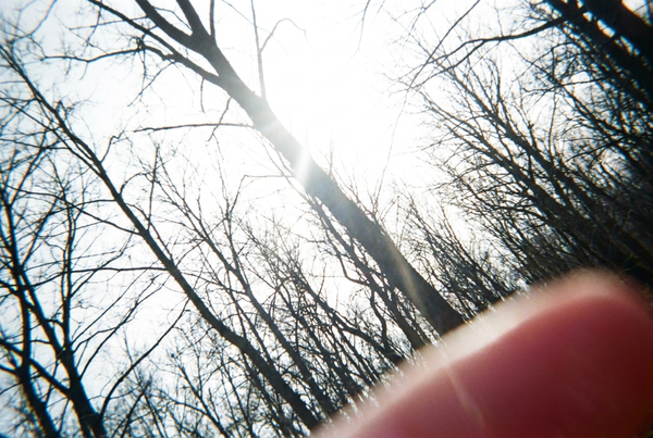 Photo prise par un enfant : le ciel à travers les branches